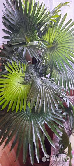 2 искусственные пальмы в деревянной кадке