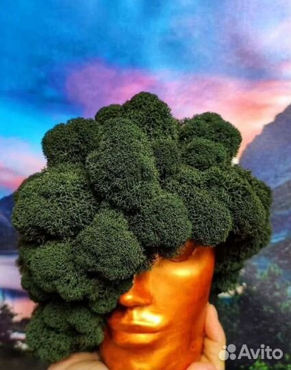 Стабилизированный мох оптом и в розницу