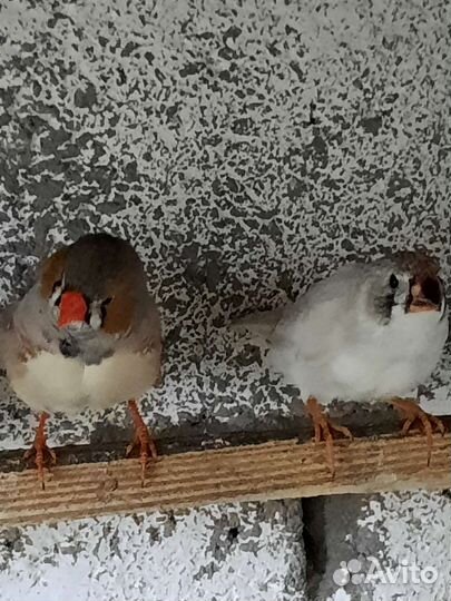 Зебровые амадины