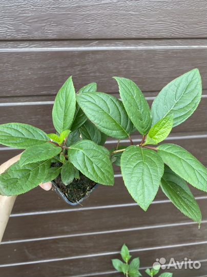 Гортензия метельчая Вимс Ред