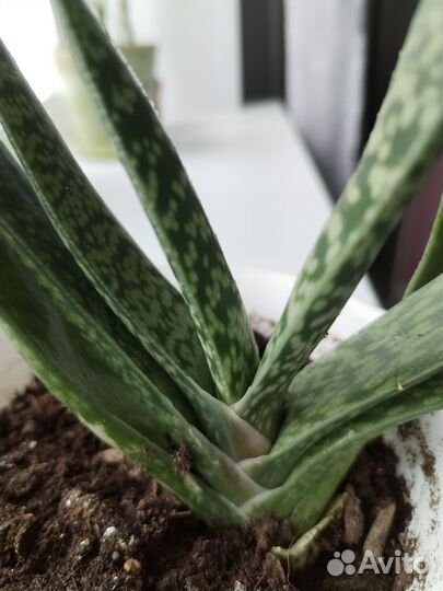 Гастерия суккулент и слон керамический