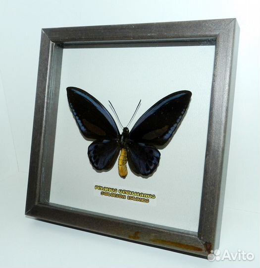 Ornithoptera priamus urvillianus (чернильная форма