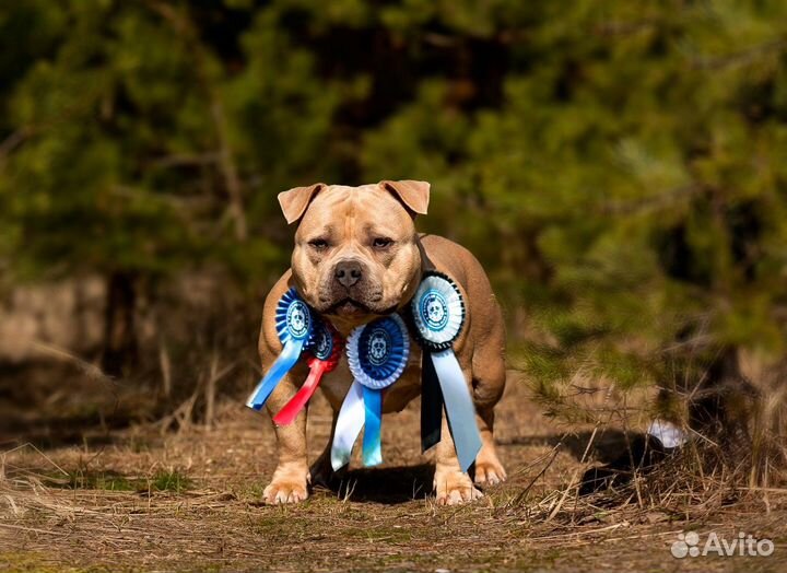 Питомник Американских Булли American Dream