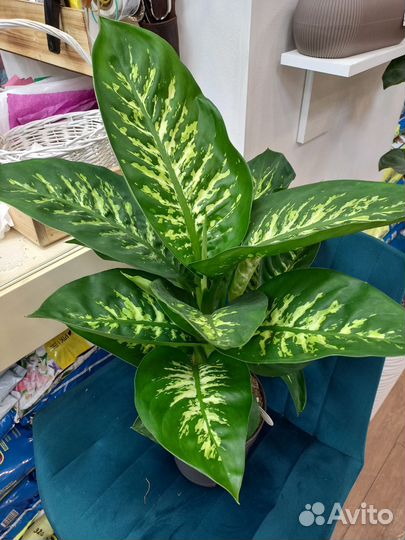 Комнатные растения