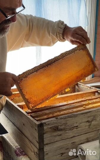 Мед фацелия 2023