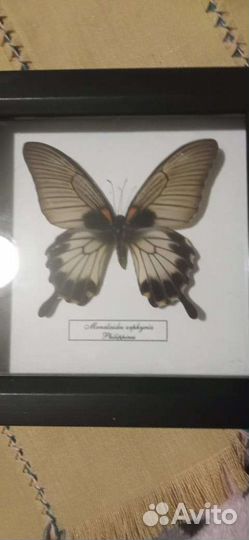 Бабочки