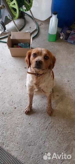 Эпаньоль бретон,кобель для вязки, три года