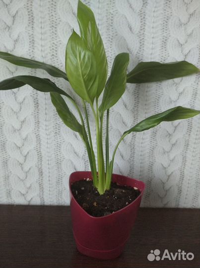 Спатифиллум