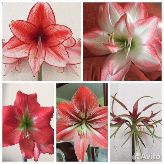 Гиппиаструм