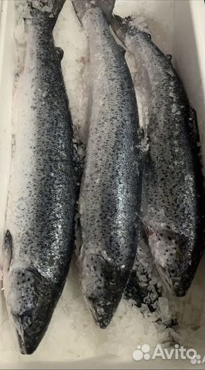 Лосось(семга) охл