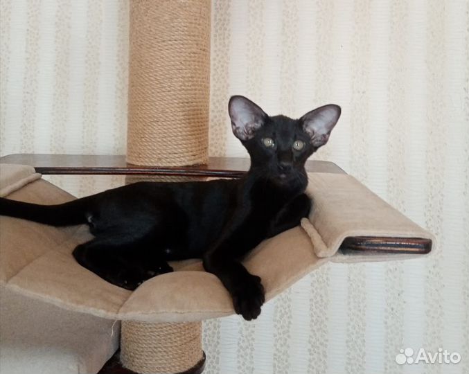 Ориентальные котята