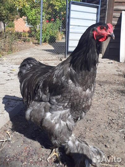 Петух Кохинхин