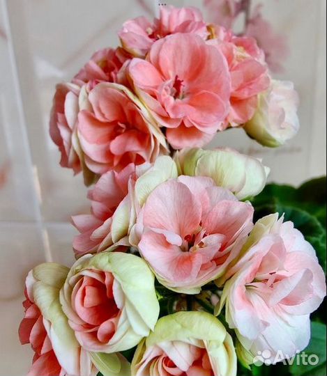 Пеларгония