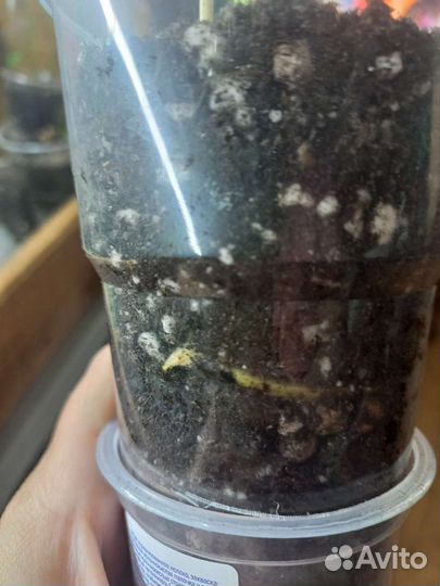 Монстера вариегатная альба