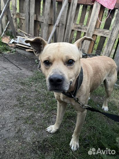 Пёс в добрые руки