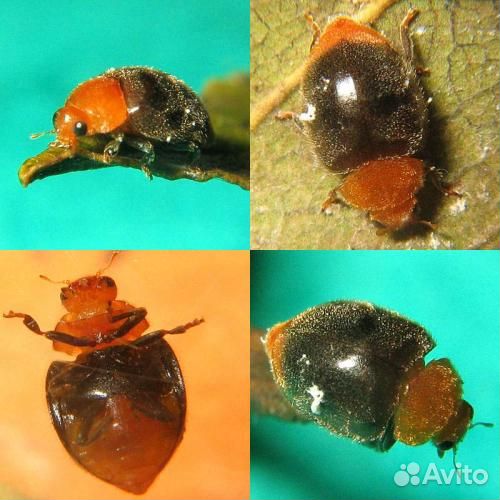 Божья Коровка жук живой криптолемус
