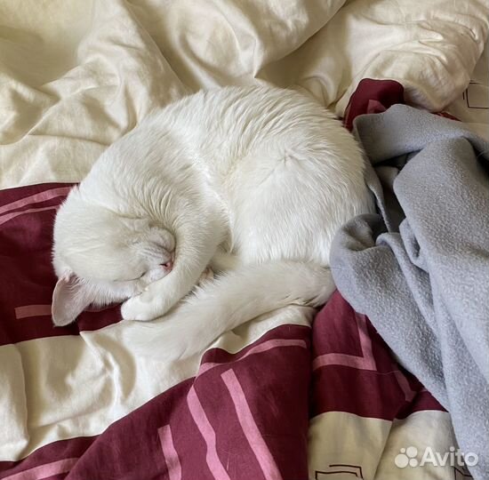 Котик в добрые руки