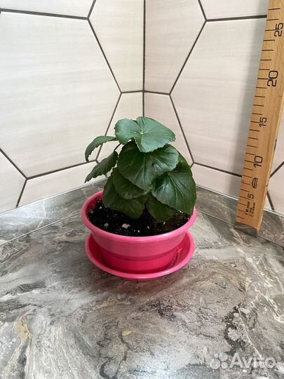 Бегония элатиор желтая