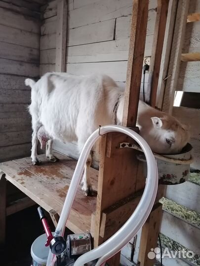 Коза дойная молочная