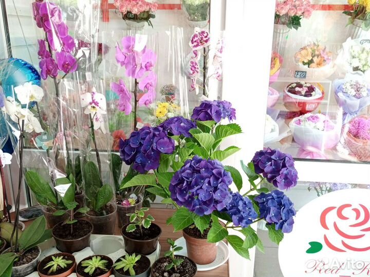 Комнатные цветы