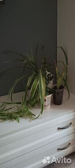 Комнатные растения цветы