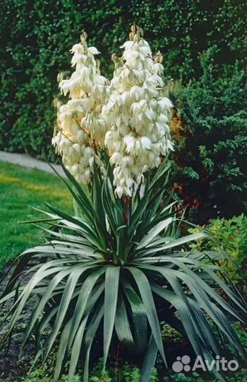 Юкка нитчатая Колор Гуард