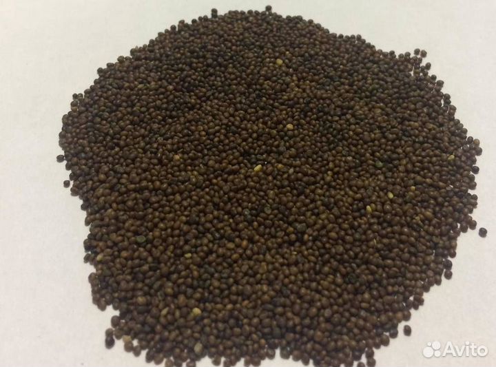 Семена лядвенца рогатого, Сорт: Мозырянин