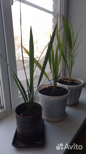 Финиковые пальмы