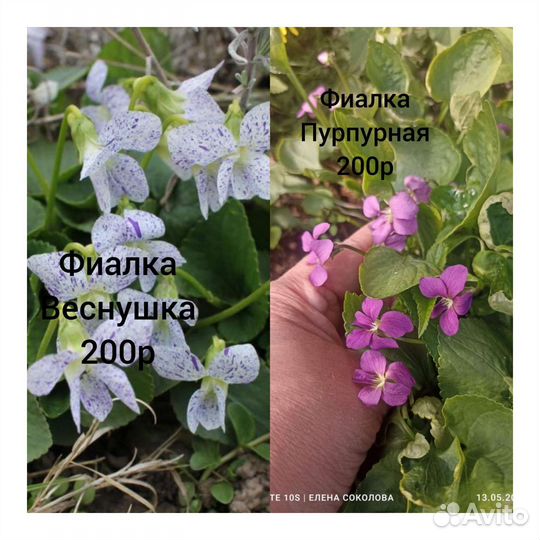 Продаю многолетники