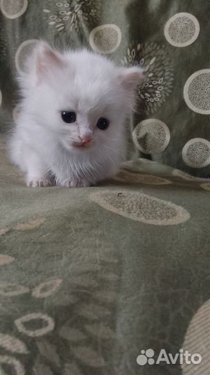 Котик 2 месяца