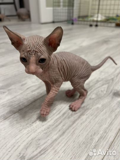 Канадский Сфинкс котенок