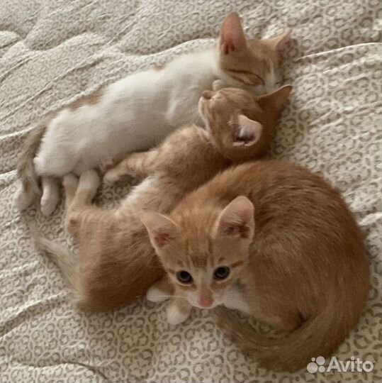 Рыжий котенок