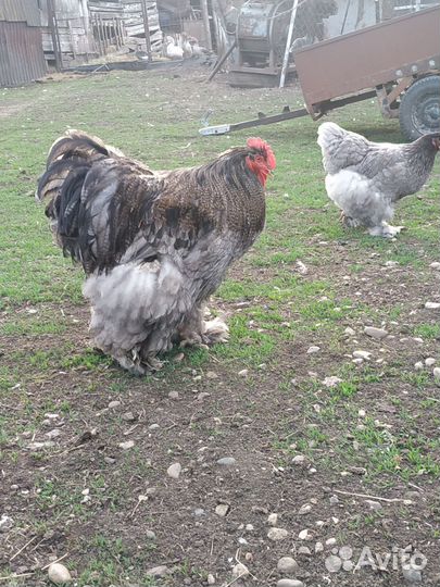 Цыплята (От кохинхина)