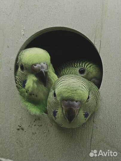 Птенцы волнистый попугай