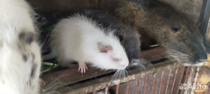 Щенки нутрии