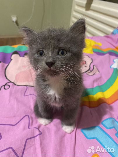 Котенок