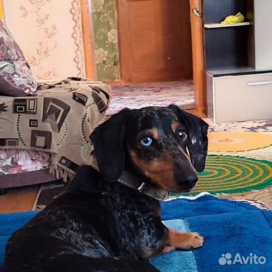 Вязка кобель такса