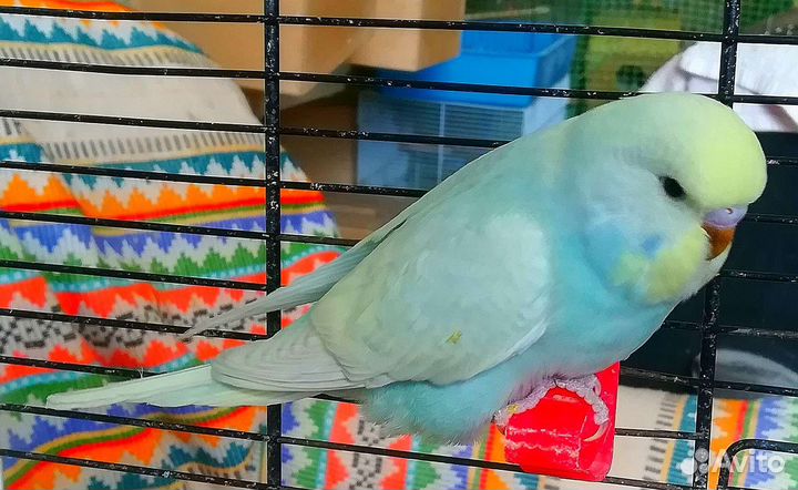 Ввп чех птенец