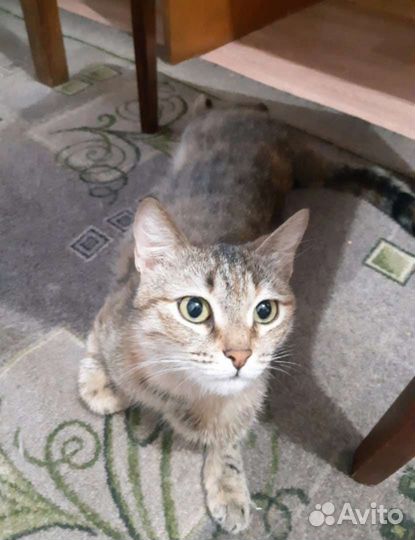 Кошечка Малышка