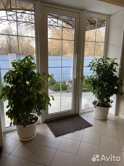 Фикус бенджамина