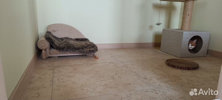 Гостиница для кошек 