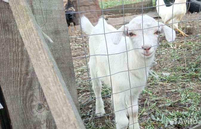 Зааненские козлики и козочка