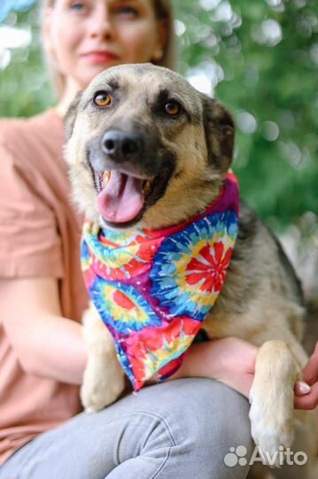 Собака в дар