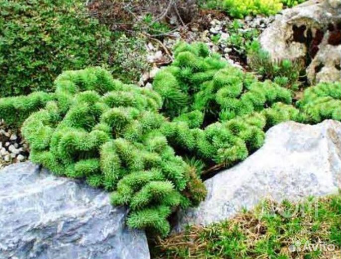 Очиток отогнутый Кристатум