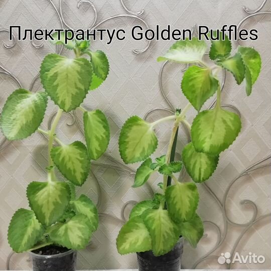 Комнатные растения