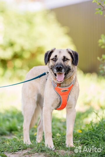 Собака Мона в добрые руки