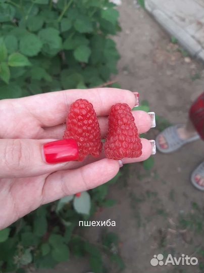 Малина Пшехиба саженцы