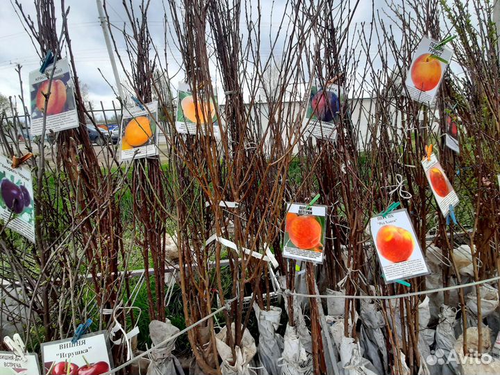 Плодовые деревья и саженцы