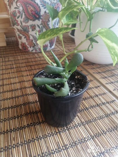 Крассула «Хоббит»