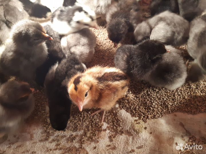 Цыплята